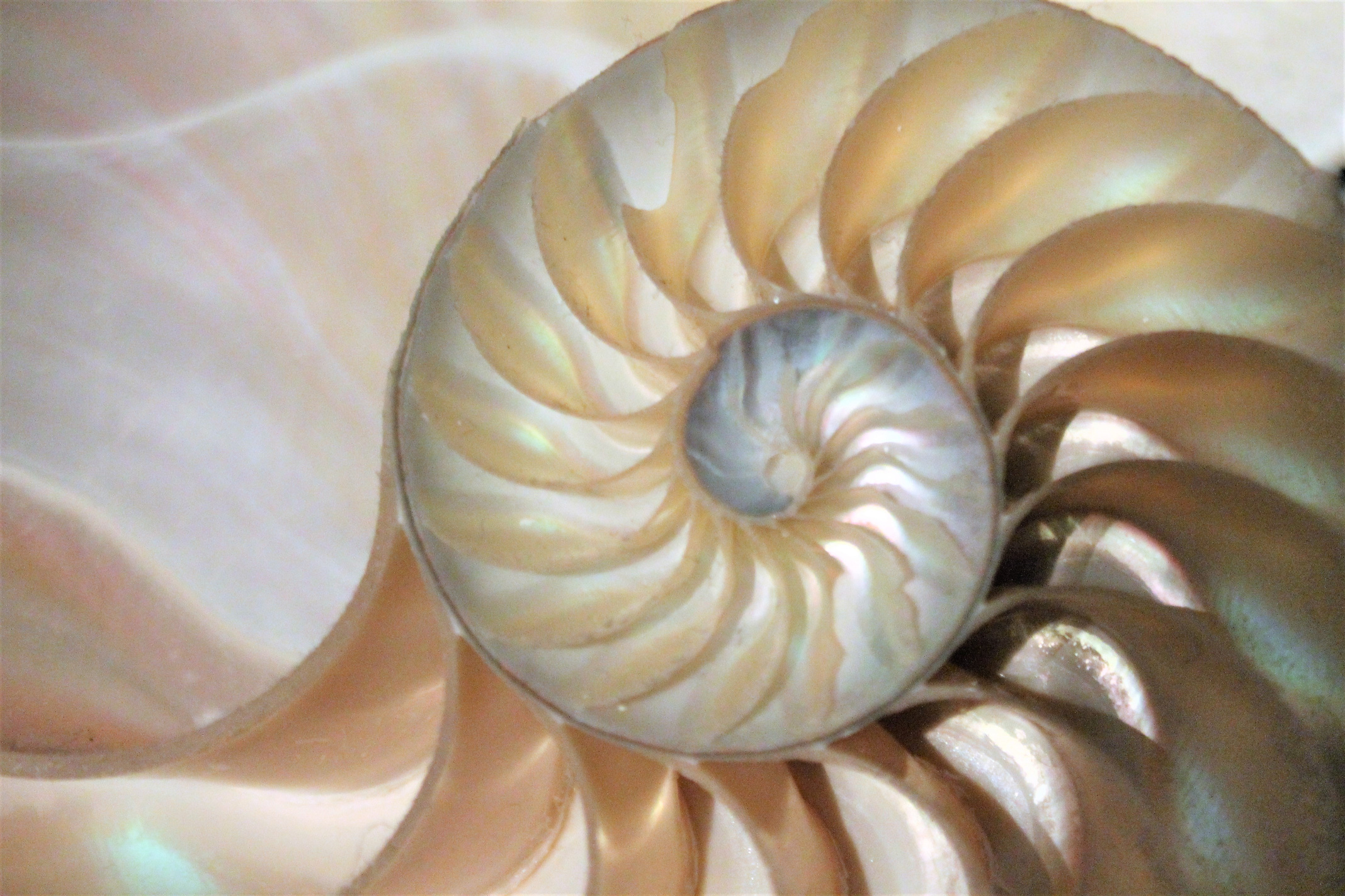 fibonacci pattern in cross section nautilus sea shell